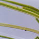 Filamentos de cianobacteria. Foto: Wikimedia Commons.